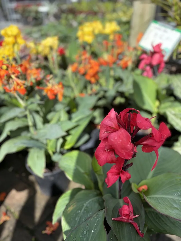 Professional landscape installation in West Palm Beach, FL by Meyer's Turf