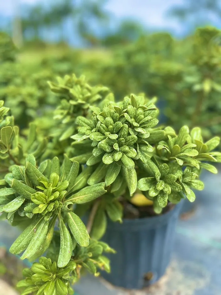 Trusted yard maintenance experts serving West Palm Beach, FL - Meyer's Turf