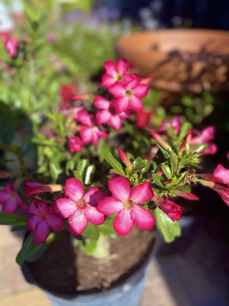 Local garden landscaping with custom design across West Palm Beach, FL - Meyer's Turf