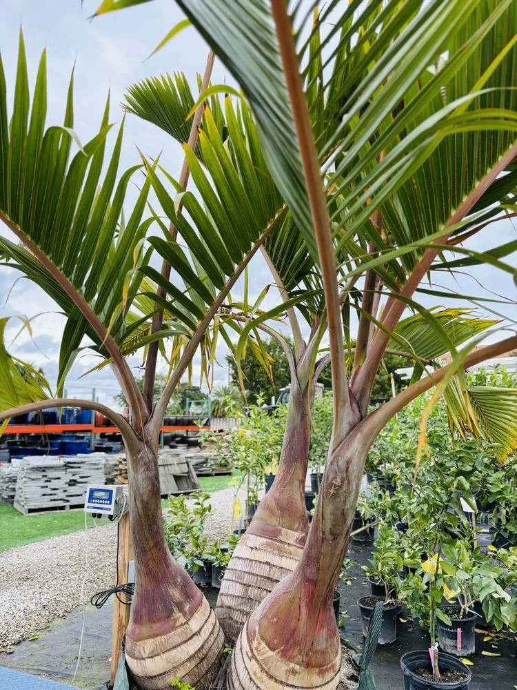 Trusted outdoor landscaping in West Palm Beach, FL - Meyer's Turf