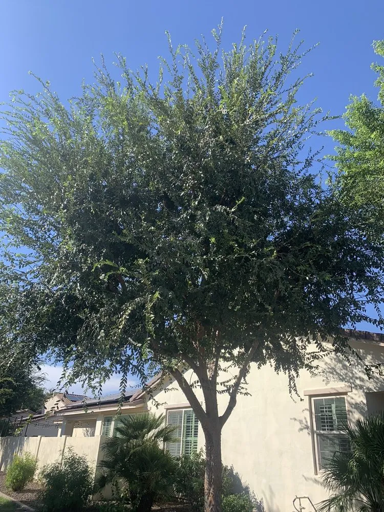 Professional residential landscaping for outdoor upgrades across Surprise, AZ - Meza Landscaping