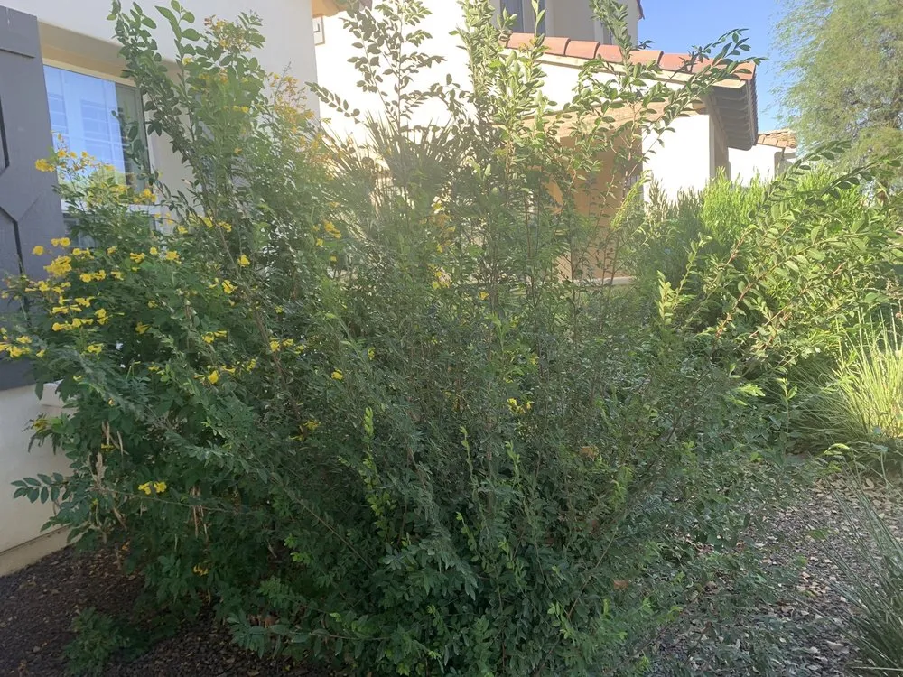 Reliable landscape installation experts serving Surprise, AZ - Meza Landscaping