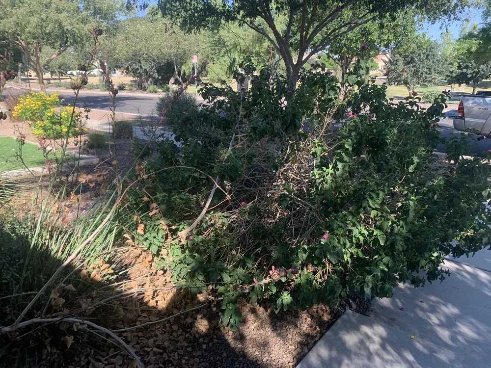 Reliable outdoor landscaping in Surprise, AZ by Meza Landscaping