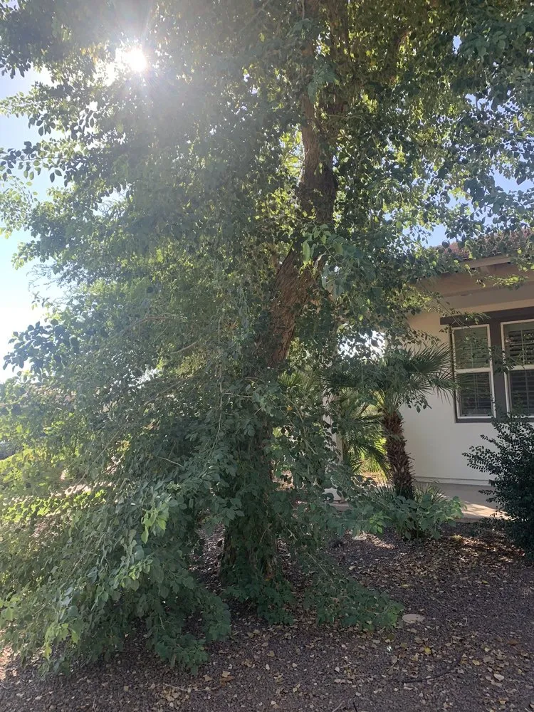 Reliable outdoor landscaping experts serving Surprise, AZ - Meza Landscaping