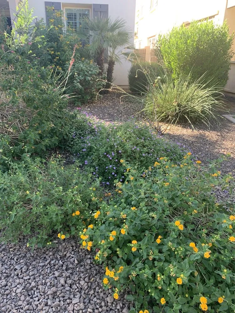 Custom landscape design experts serving Surprise, AZ - Meza Landscaping