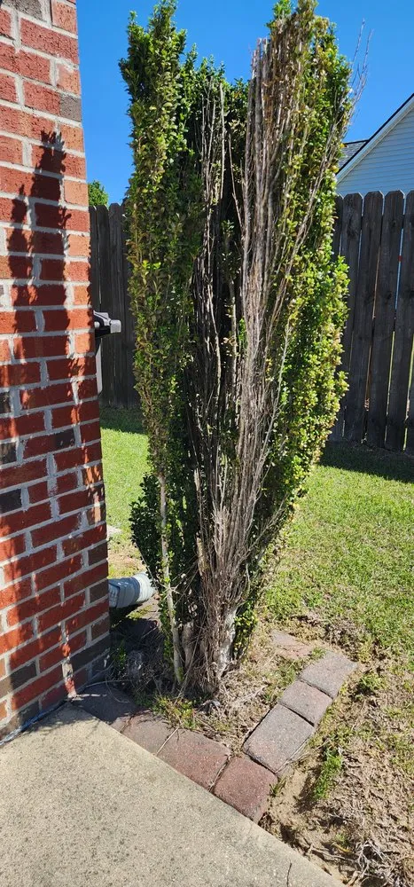 Professional landscaping services with custom design across Fayetteville, NC - Mezas Landscaping