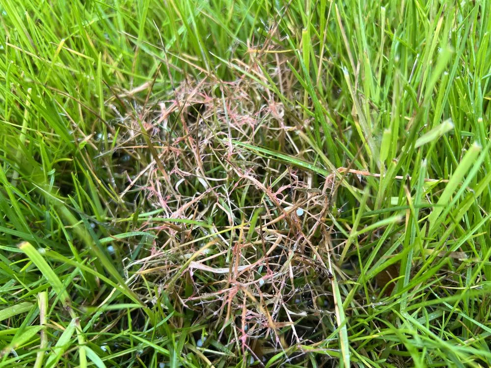 Affordable lawn mowing service near you in Wellesley, MA by MF Landscape & Design