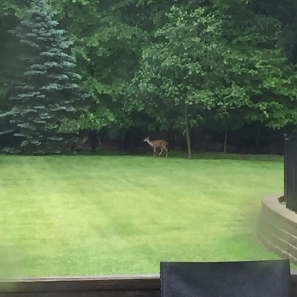 Local yard maintenance experts serving Old Tappan, NJ - MFP Landscaping