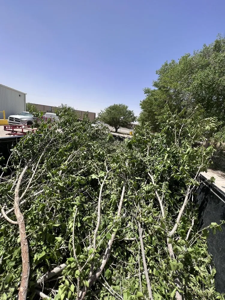 Custom yard maintenance for outdoor upgrades across Odessa, TX - Mg Contracting