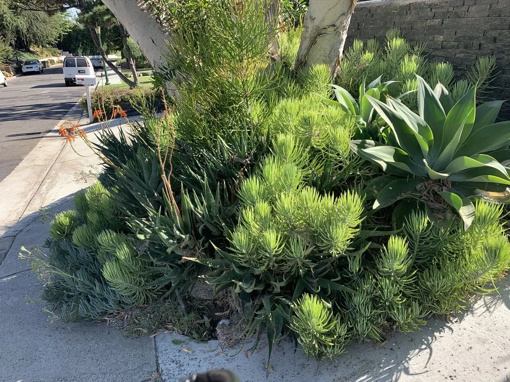 Trusted lawn care service in La Habra, CA by MG Empire Landscape