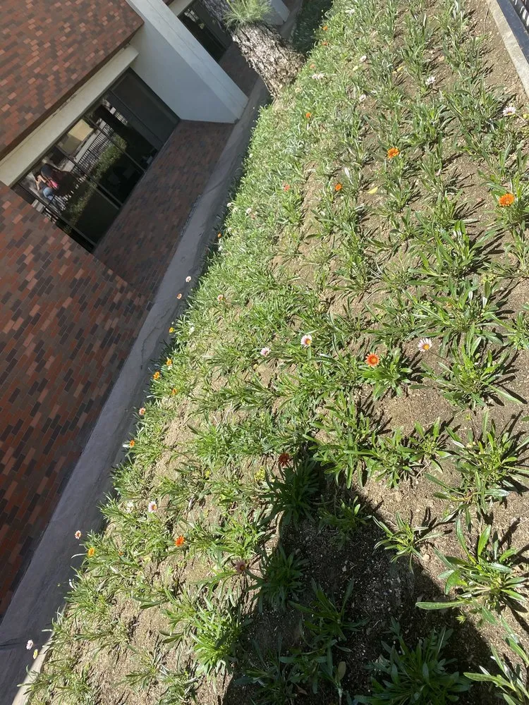 Reliable lawn mowing service in La Habra, CA - MG Empire Landscape