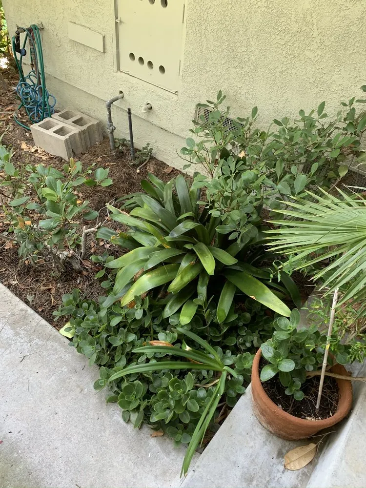 Trusted residential landscaping in La Habra, CA - MG Empire Landscape