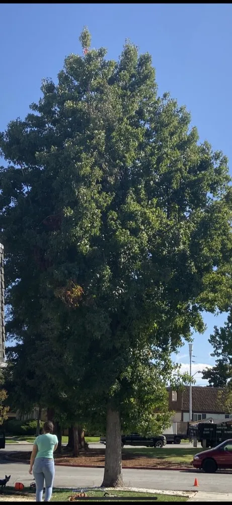 Local yard cleanup service for outdoor upgrades across San Jose, CA - MG Gardening & Landscaping