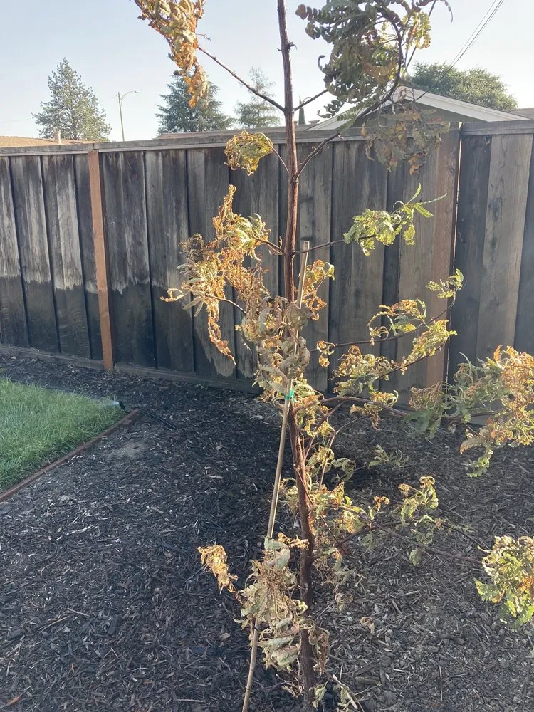 Top-rated lawn care service in San Jose, CA - MG Gardening & Landscaping