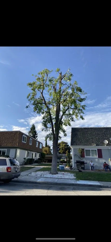 Custom landscape installation in San Jose, CA by MG Gardening & Landscaping