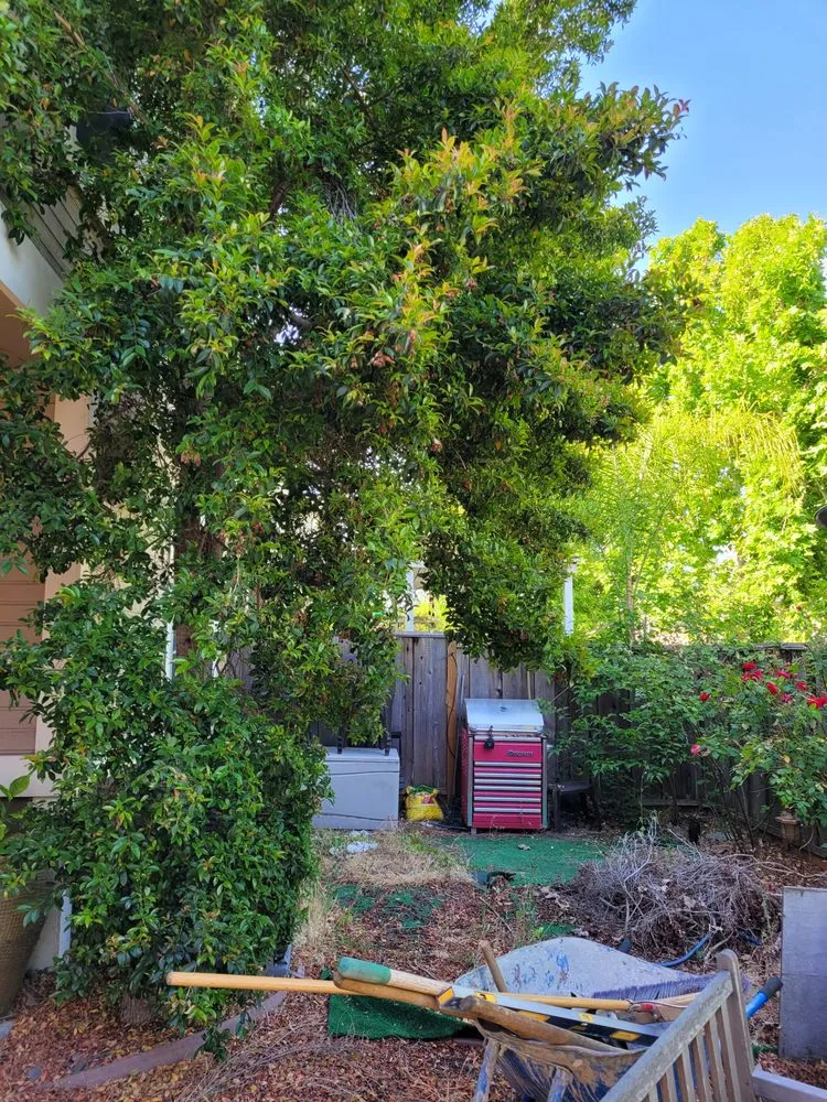 Professional lawn care service in San Jose, CA by MG Gardening SJ