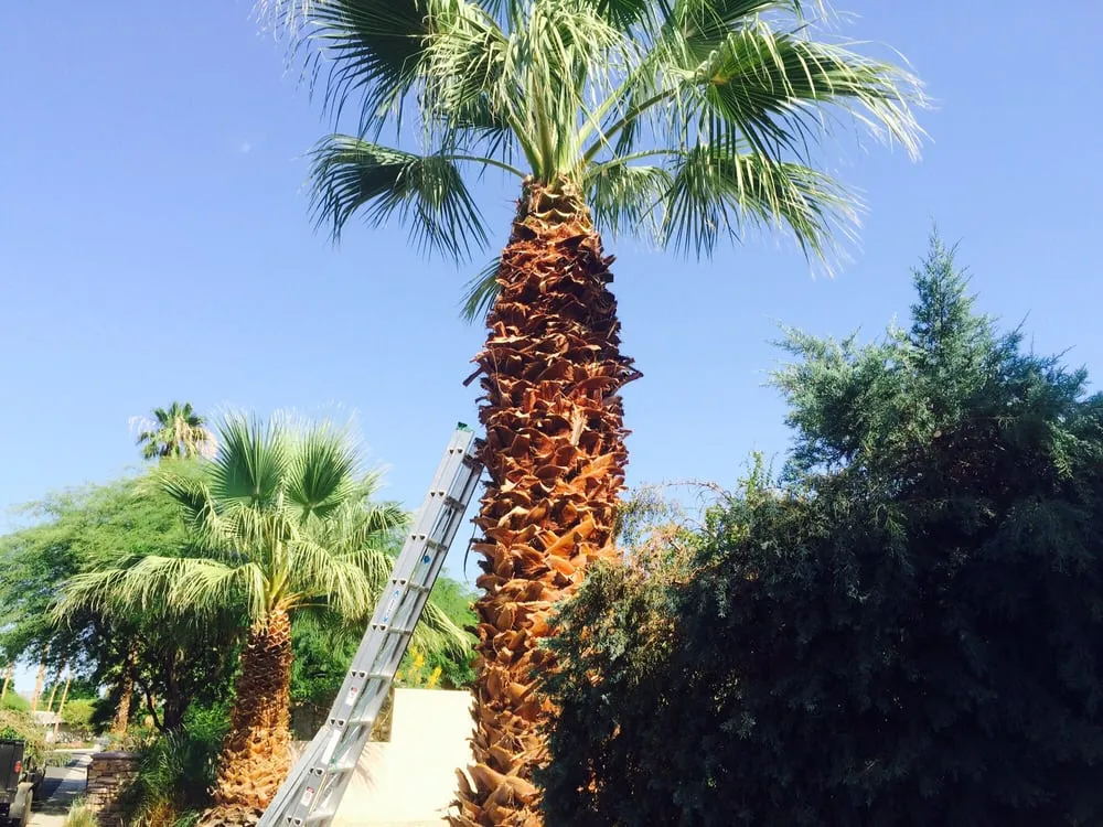 Trusted yard maintenance in Palm Desert, CA by MG Landscape