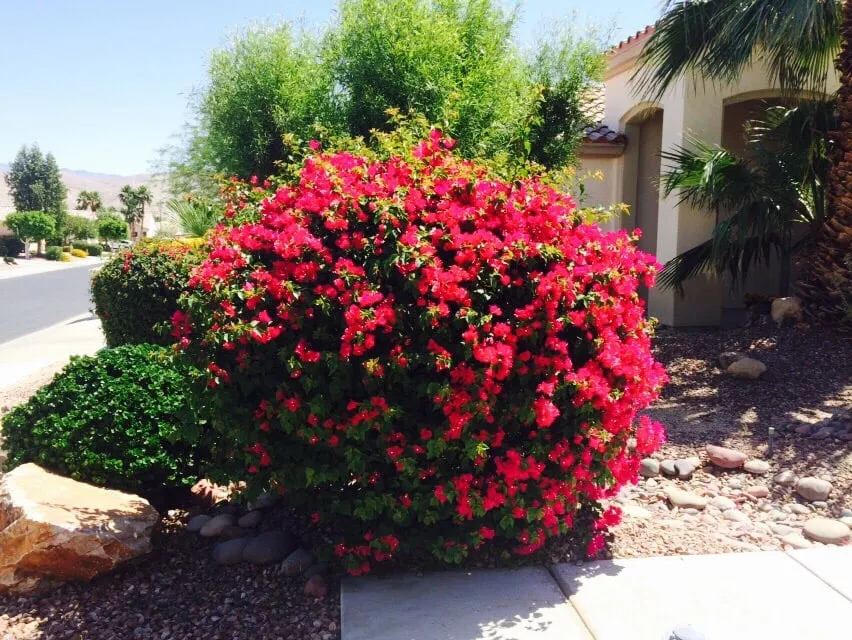 Expert yard cleanup service experts serving Palm Desert, CA - MG Landscape