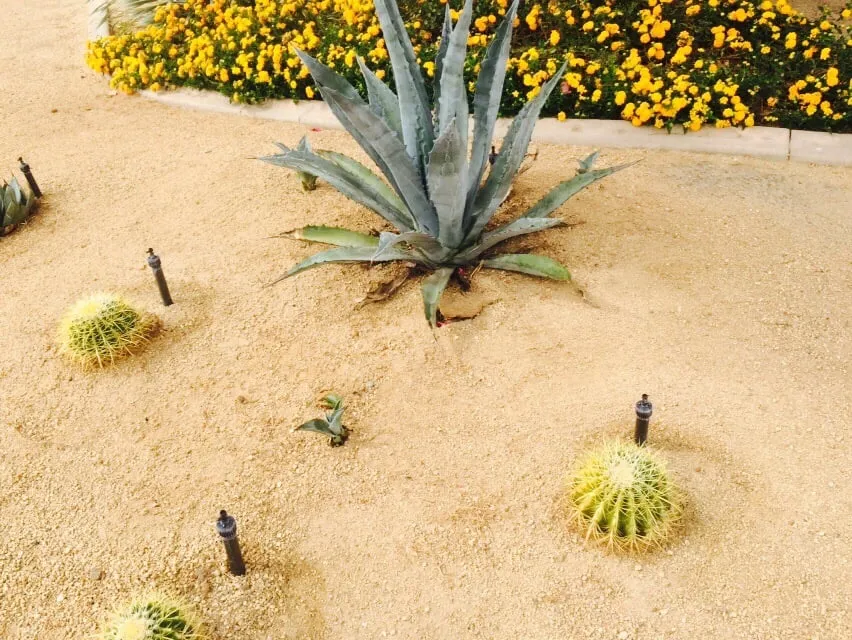 Trusted landscape design in Palm Desert, CA - MG Landscape