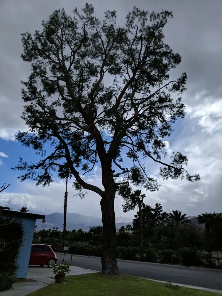 Custom outdoor landscaping with custom design in Palm Desert, CA by MG Landscape
