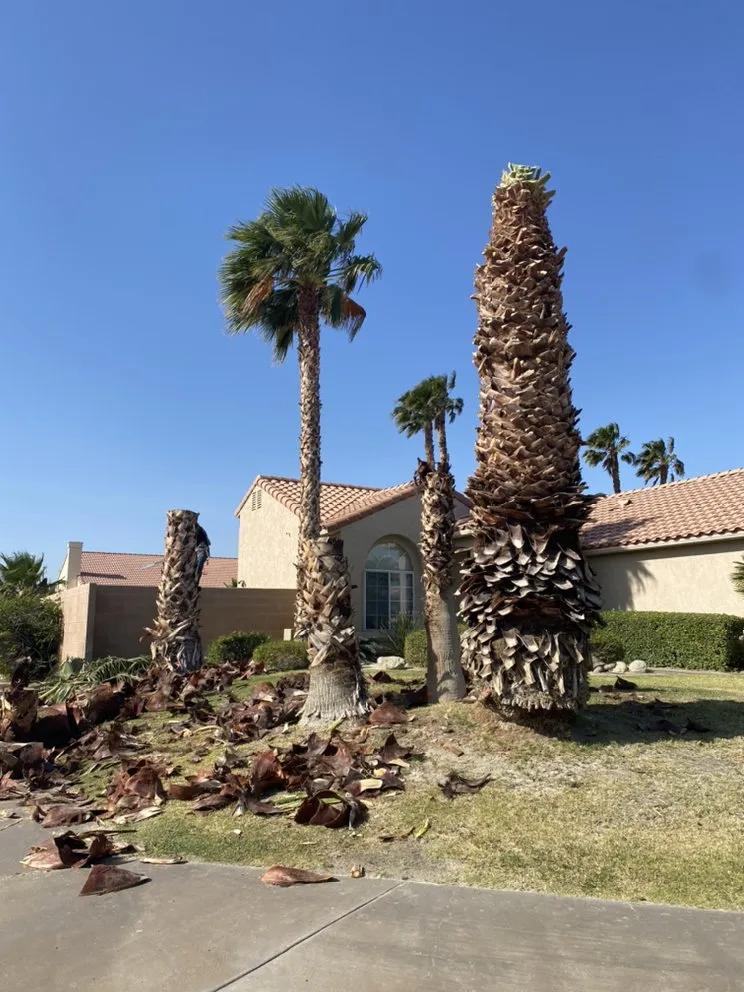 Custom outdoor landscaping in Palm Desert, CA by MG Landscape