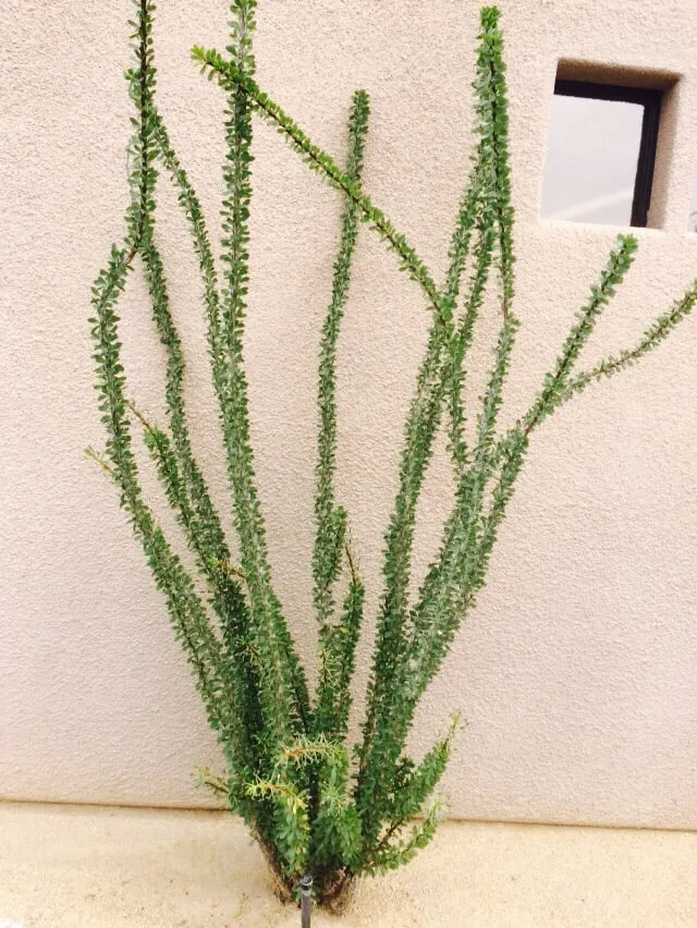 Affordable residential landscaping in Palm Desert, CA - MG Landscape