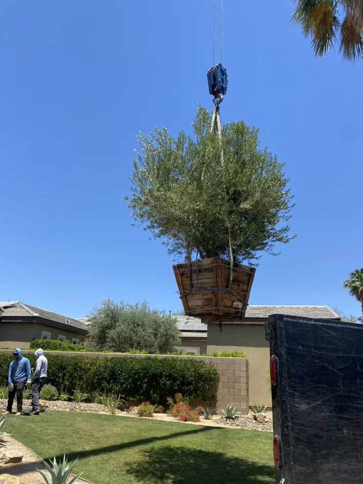 Affordable landscape design in Palm Desert, CA by MG Landscape