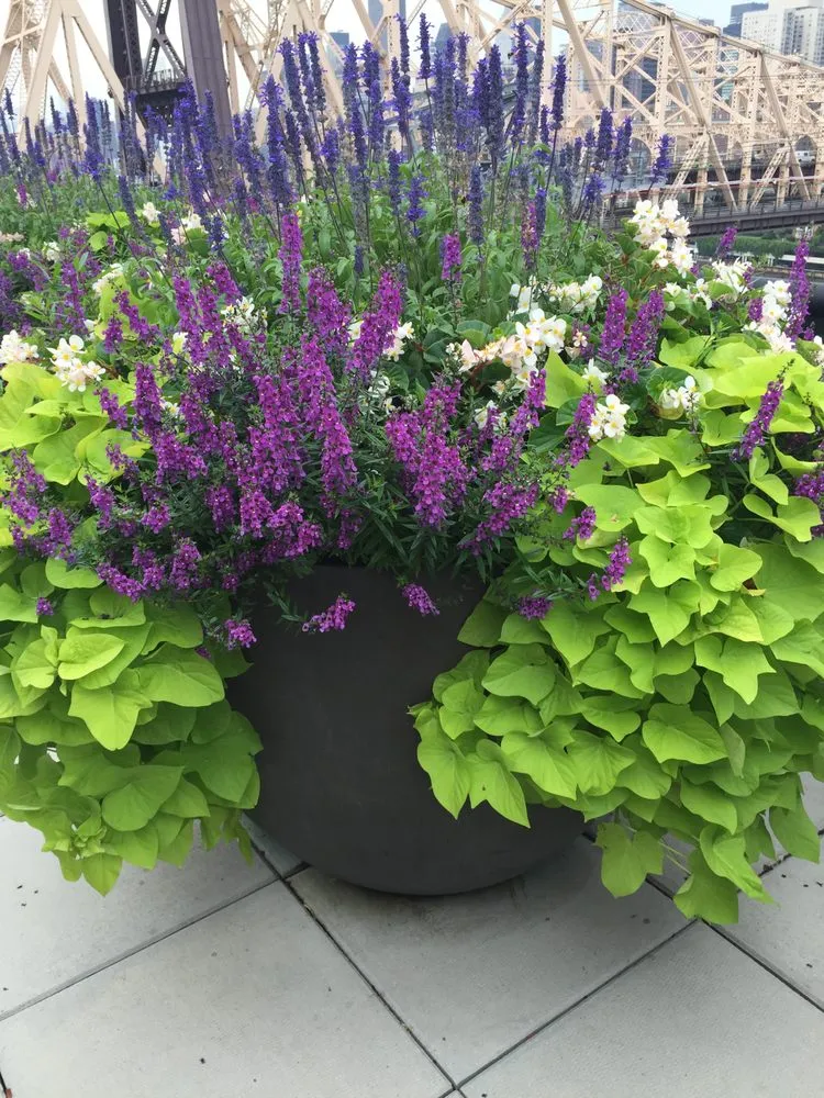 Affordable outdoor landscaping in Elmont, NY by MG Landscaping