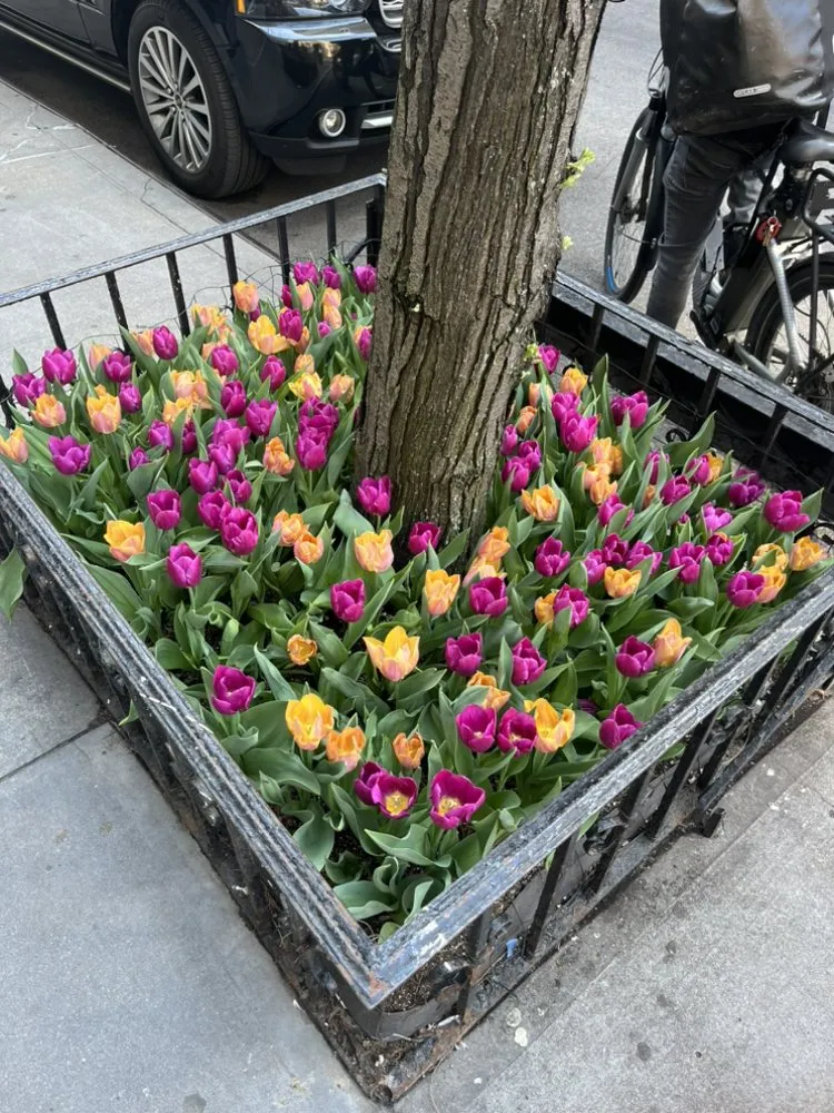 Professional yard cleanup service in Elmont, NY by MG Landscaping