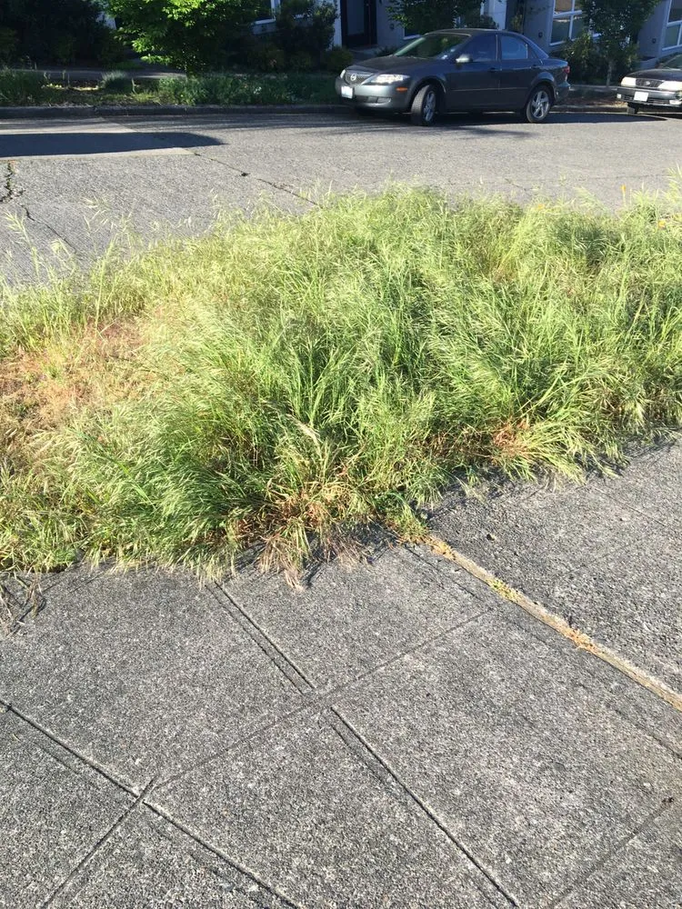 Professional outdoor landscaping for beautiful yards in Seatac, WA by Mg Landscaping