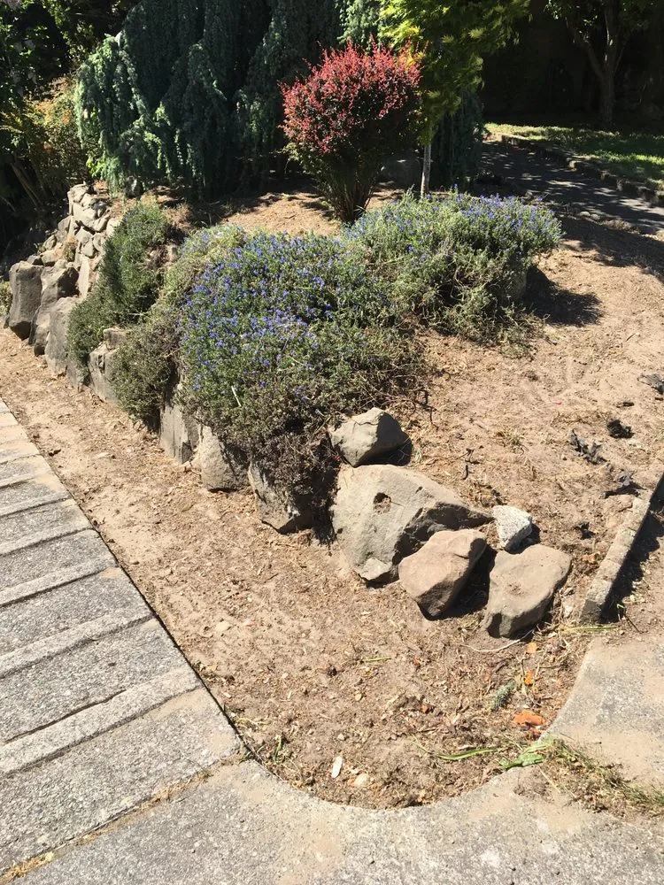 Top-rated yard cleanup service in Seatac, WA by Mg Landscaping