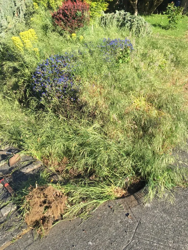 Affordable yard cleanup service in Seatac, WA by Mg Landscaping