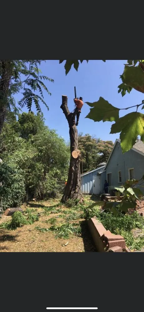 Professional yard maintenance in Los Angeles, CA by MG Lanscaping