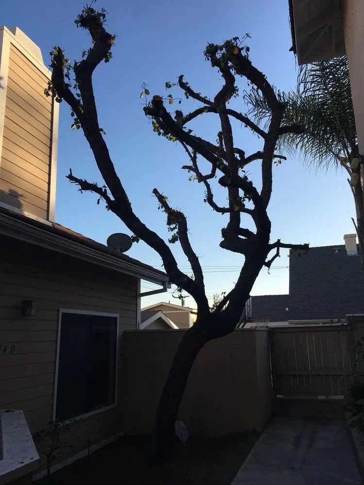 Local residential landscaping in Los Angeles, CA by MG Lanscaping