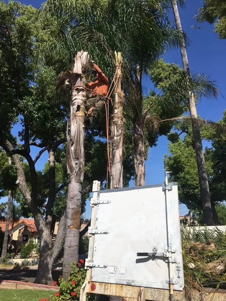 Top-rated lawn mowing service in Los Angeles, CA by MG Lanscaping