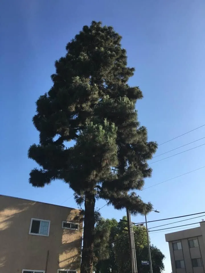 Top-rated garden landscaping in Los Angeles, CA - MG Lanscaping