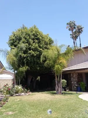 MG Lawn maintenance Logo