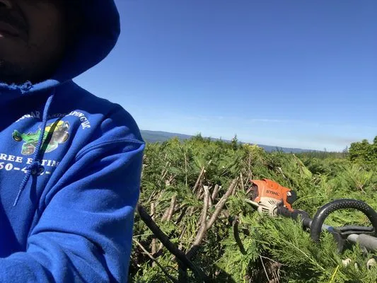 Mg Mauro lanscaping Logo