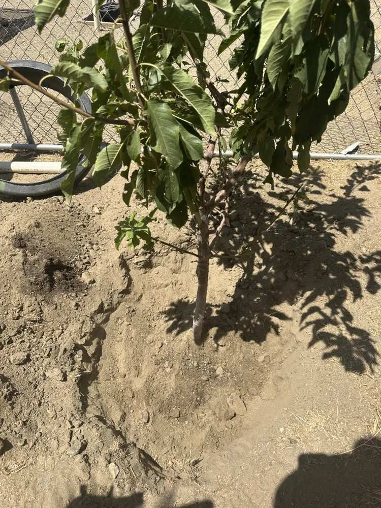 Trusted landscape design experts serving Phelan, CA - MG Quality Handyman