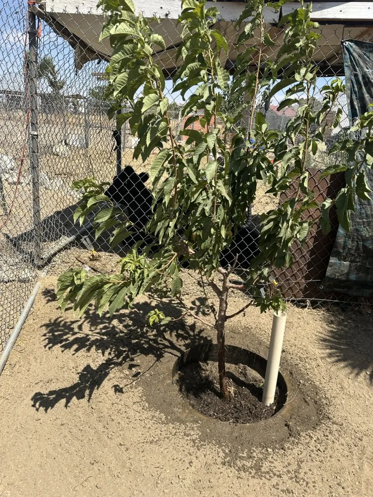 Reliable outdoor landscaping for residential properties in Phelan, CA by MG Quality Handyman