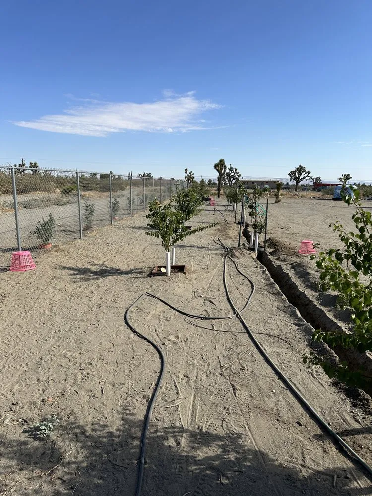 Top-rated lawn care service for homes in Phelan, CA by MG Quality Handyman