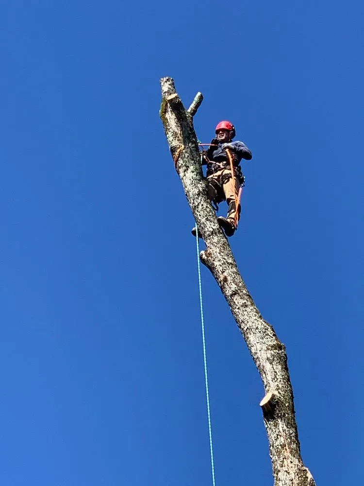 Affordable landscape design in Lawrenceville, GA - M&G Tree Service