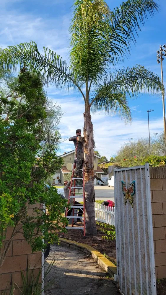 Custom outdoor landscaping in Torrance, CA by MGA Tree Service