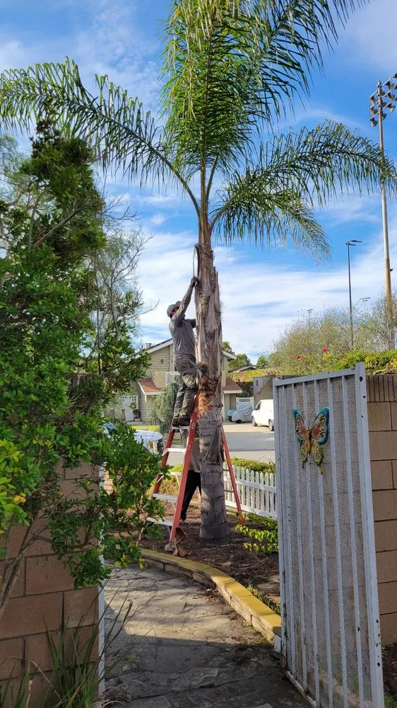 Trusted outdoor landscaping with custom design across Torrance, CA - MGA Tree Service