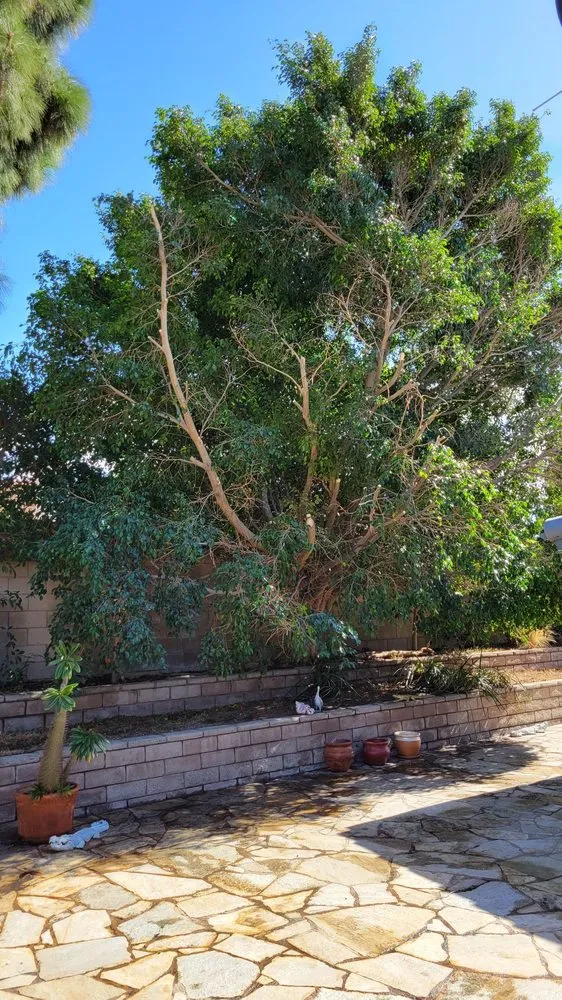 Custom landscape design with custom design across Torrance, CA - MGA Tree Service