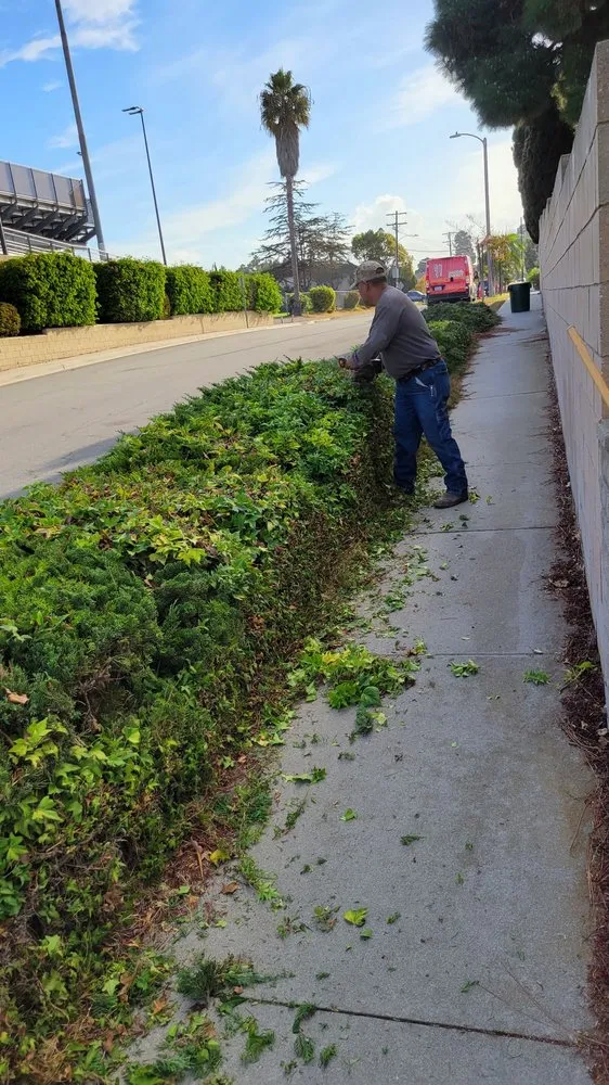 Trusted lawn care service with custom design in Torrance, CA by MGA Tree Service