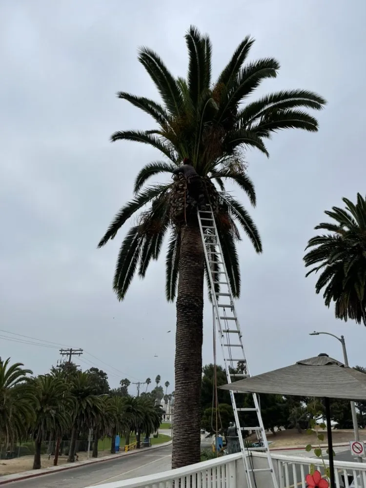 Trusted landscape installation in Torrance, CA by MGA Tree Service