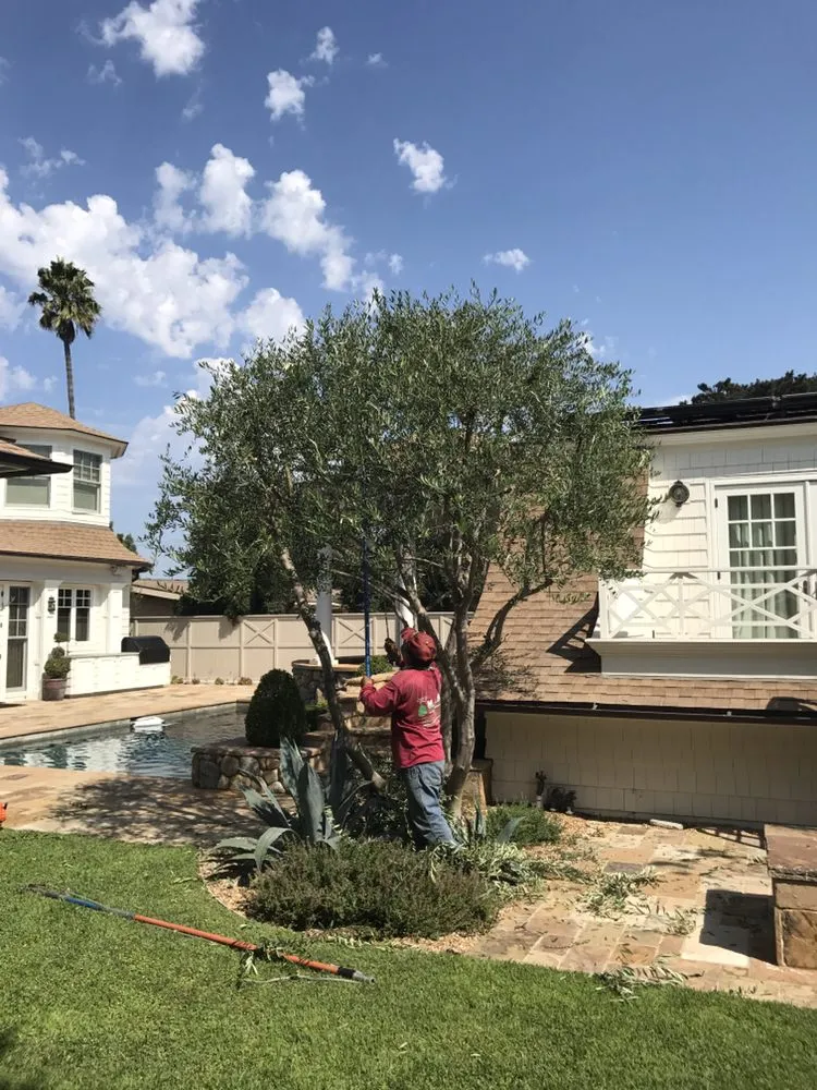 Local lawn care service experts serving Torrance, CA - MGA Tree Service