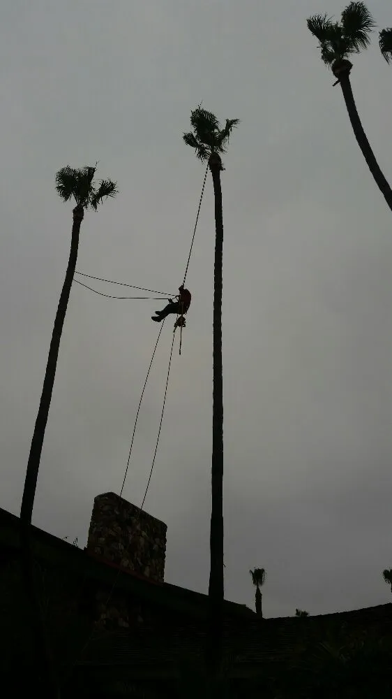 Local lawn mowing service in Torrance, CA by MGA Tree Service