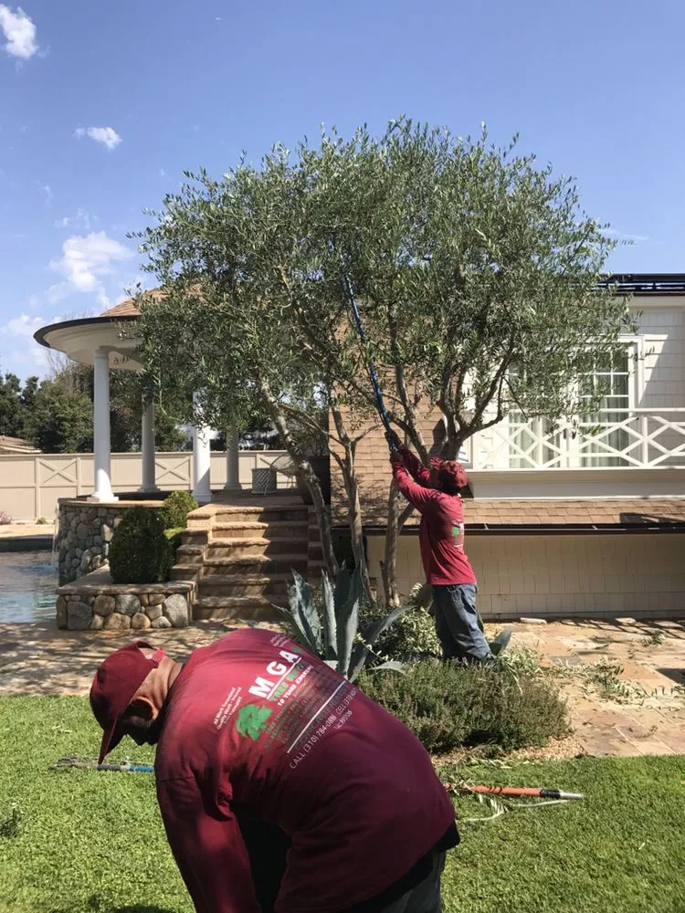 Affordable outdoor landscaping experts serving Torrance, CA - MGA Tree Service